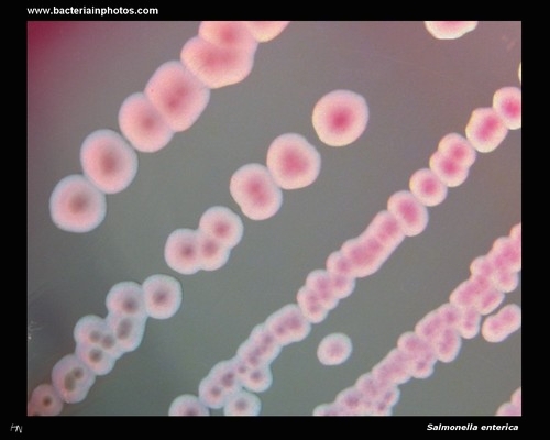 lactose negative colonies of salmonella on Endo